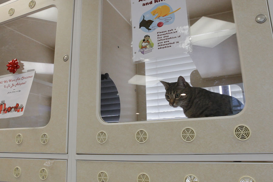 Boarding in Huntington Beach, CA The Animal Hospital of Huntington Beach