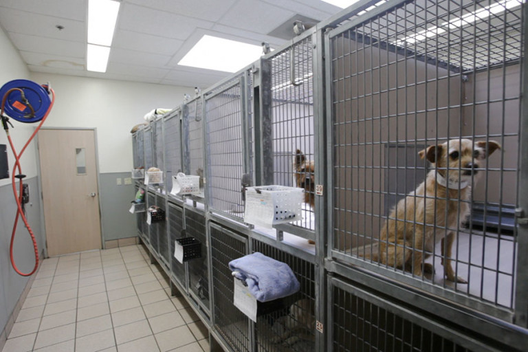 Boarding in Huntington Beach, CA The Animal Hospital of Huntington Beach